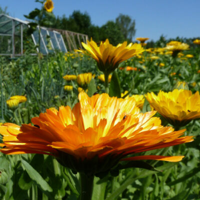 Bio Saatgut – Mischung “Blühweide für Bienen, Hummeln und Co”