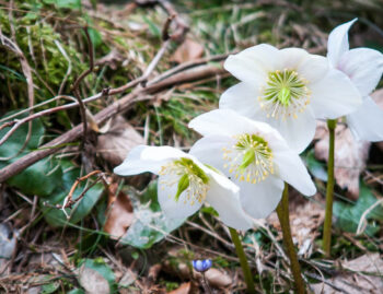 Christrose im Garten