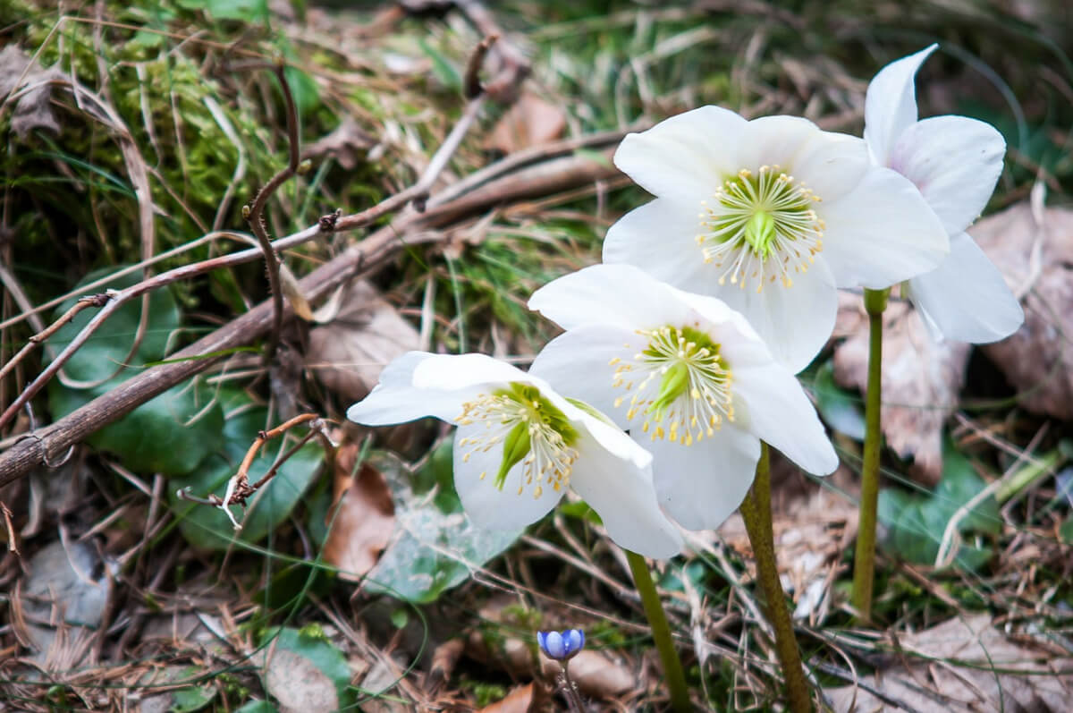 Christrose im Garten