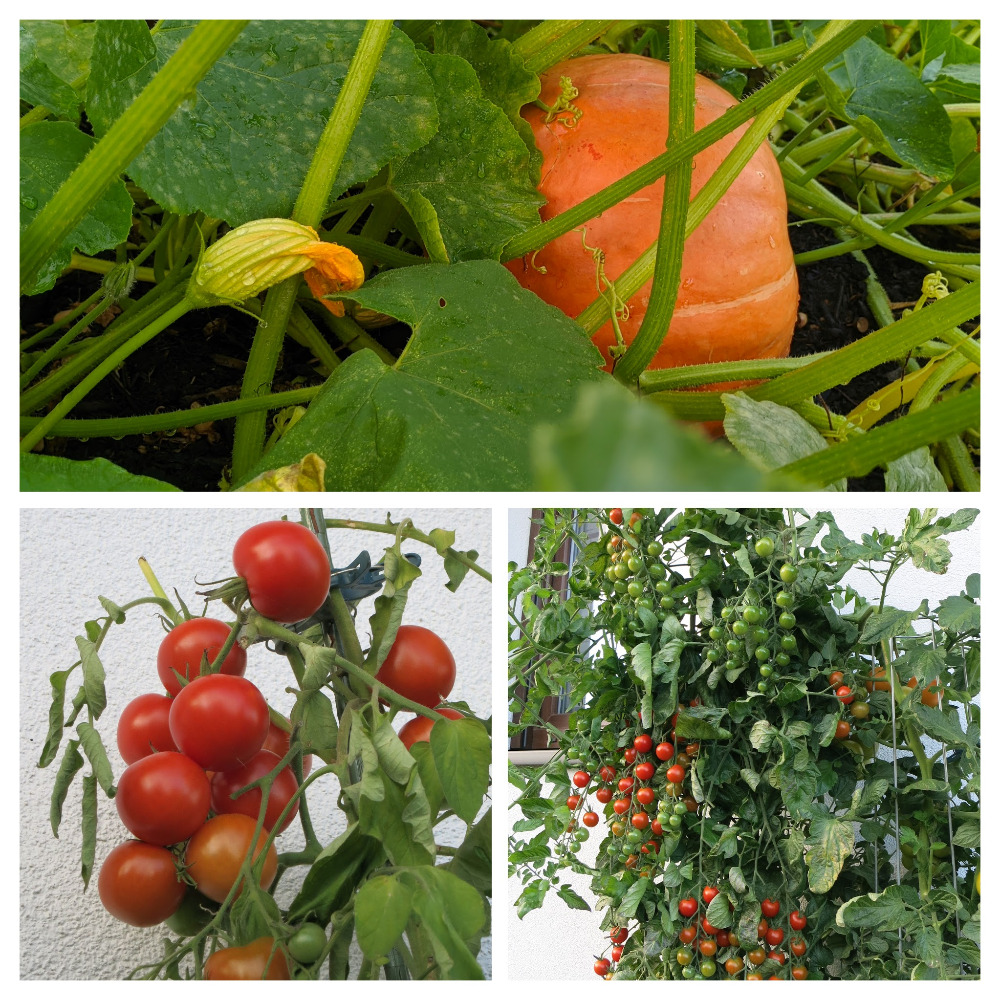 KleePura Gartenfoto 2022