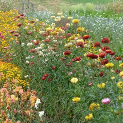 Bio Saatgut – Strohblume