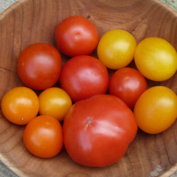 Tomate Balkon-Mix