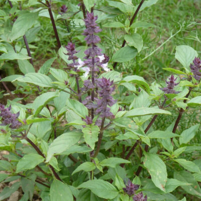 Bio Saatgut – Mischung “Basilikum”