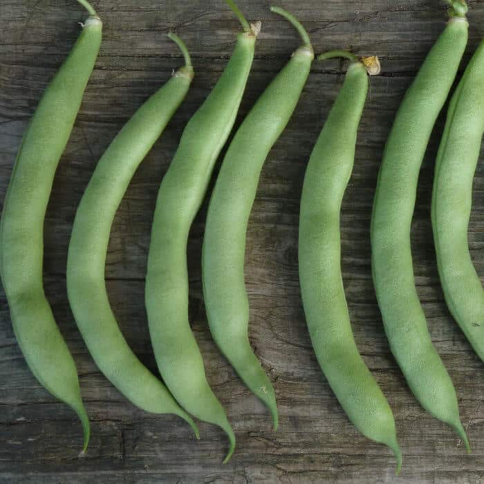 Bio Saatgut – Buschbohne “Krummschnabel”