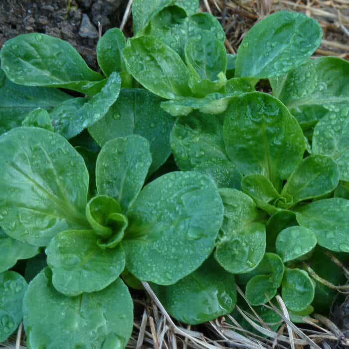 Bio Saatgut – Feldsalat