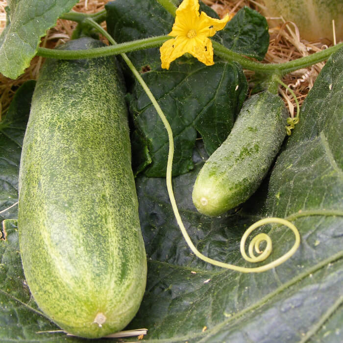 Bio Saatgut – Gurke “Gundel”
