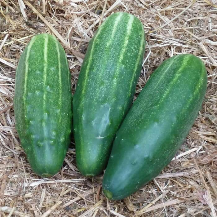 Bio Saatgut – Gurke “Bautzner Kastengurke”