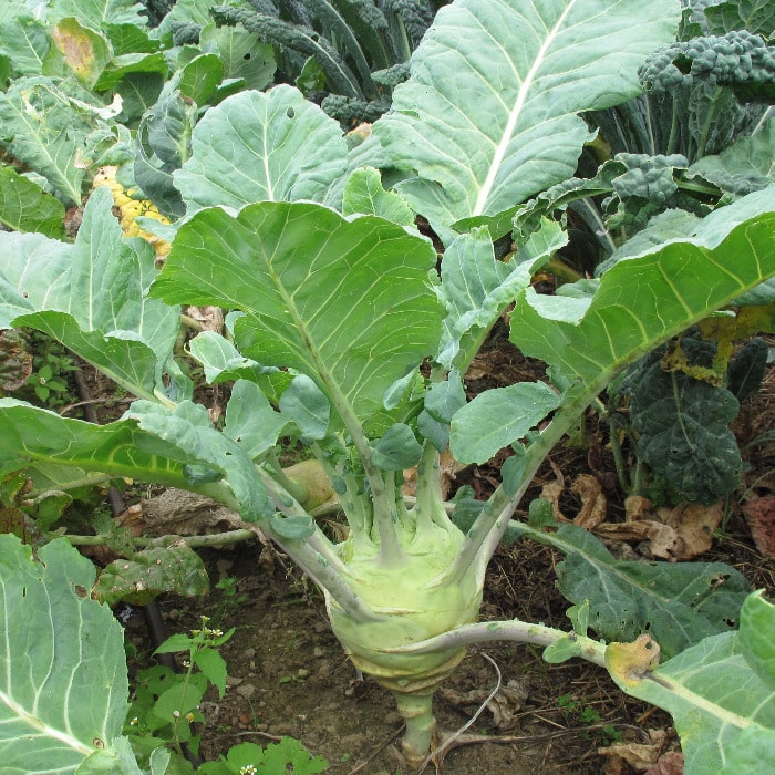 Kohlrabi_1