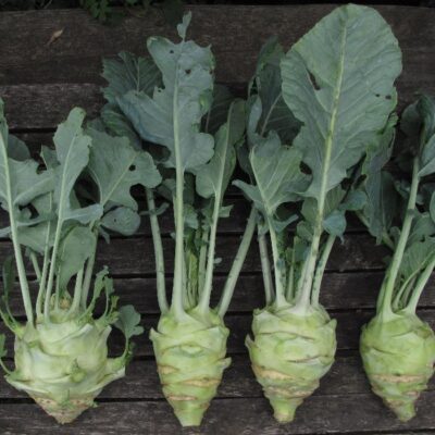 Bio Saatgut – Kohlrabi “Böhmischer Strunk”