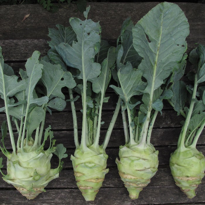 Kohlrabi_2