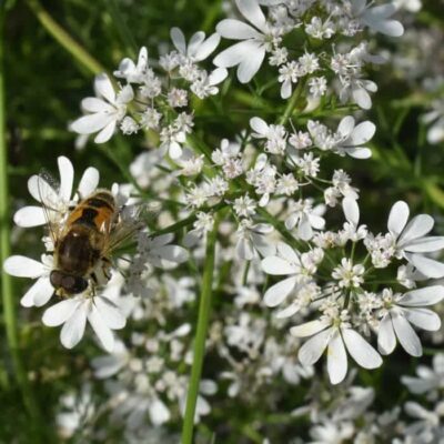 Bio Saatgut – Koriander