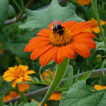 Mexikanische Sonnenblume