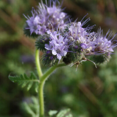 Bio Saatgut – Bienenfreund Phacelia