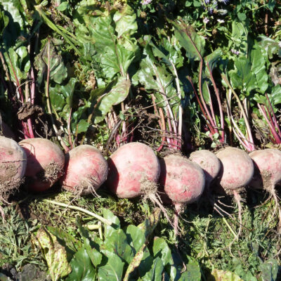 Bio Saatgut – Rote Beete “Carotine”