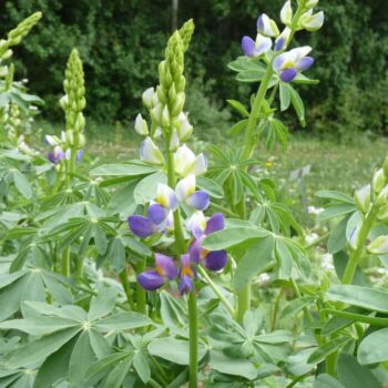 Sommerlupine Duft des Sommers