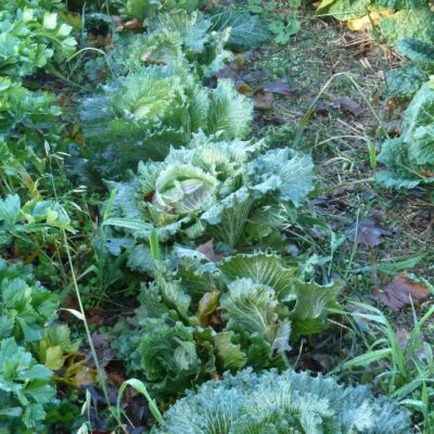 Bio Saatgut – Wirsing “Blaugrüner Winter”