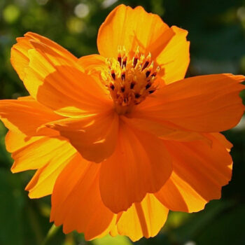 cosmea orange