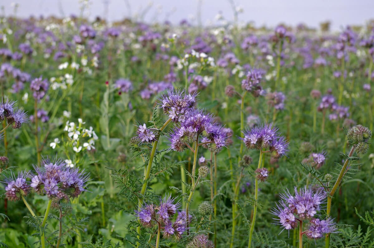Phacelia Buchweizen