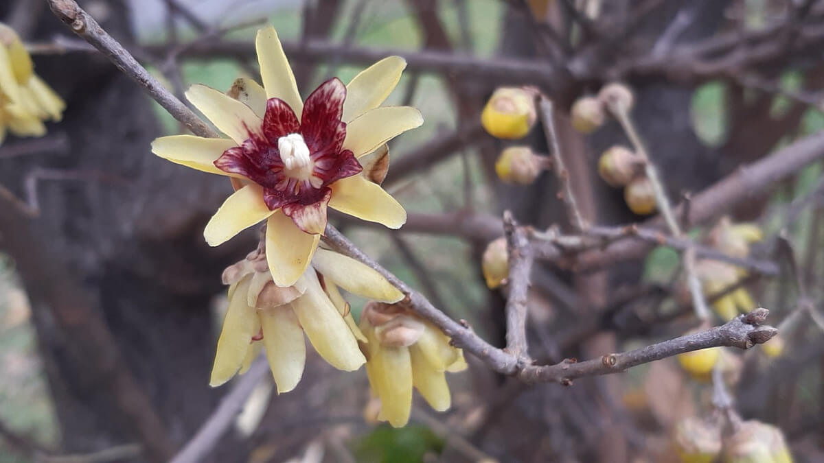 Chinesische Winterblüte