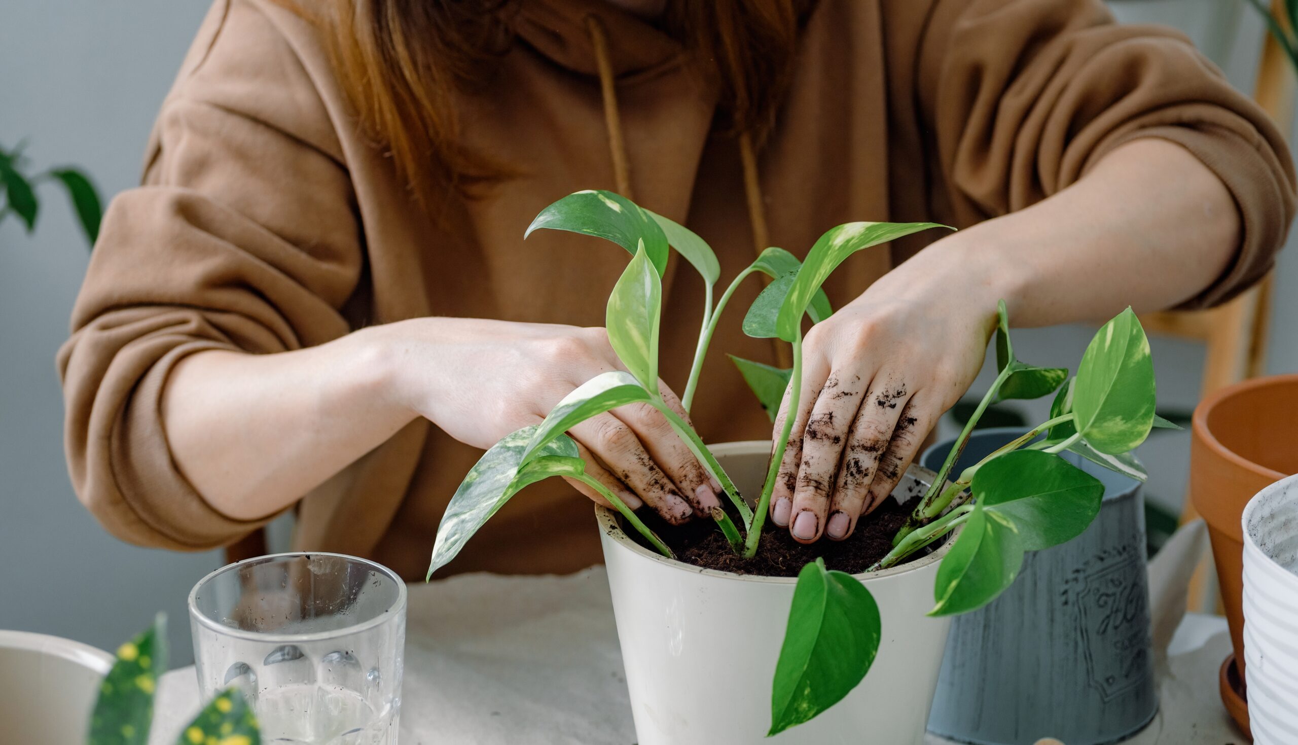 planting-or-potting-a-young-plant-of-golden-pothos-2022-11-15-12-33-07-utc