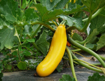 Zucchini