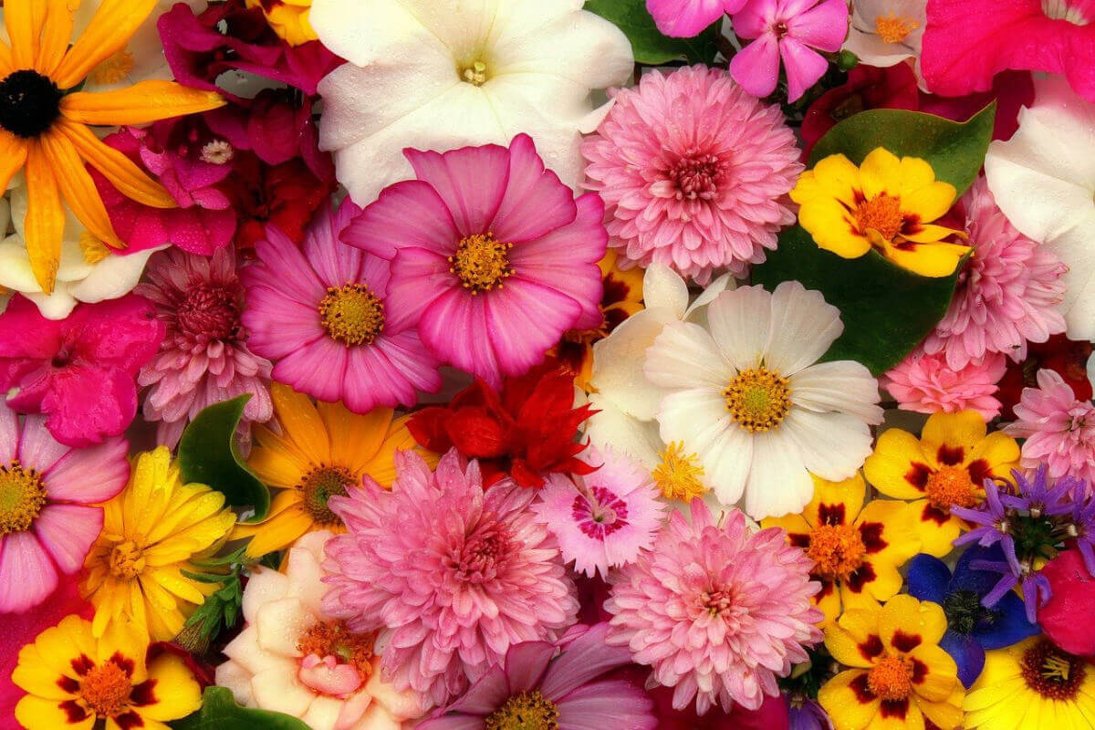 Sommerblumen Potpourri