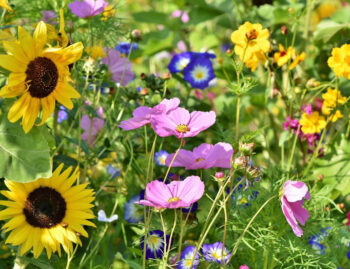Sommerblumenwiese