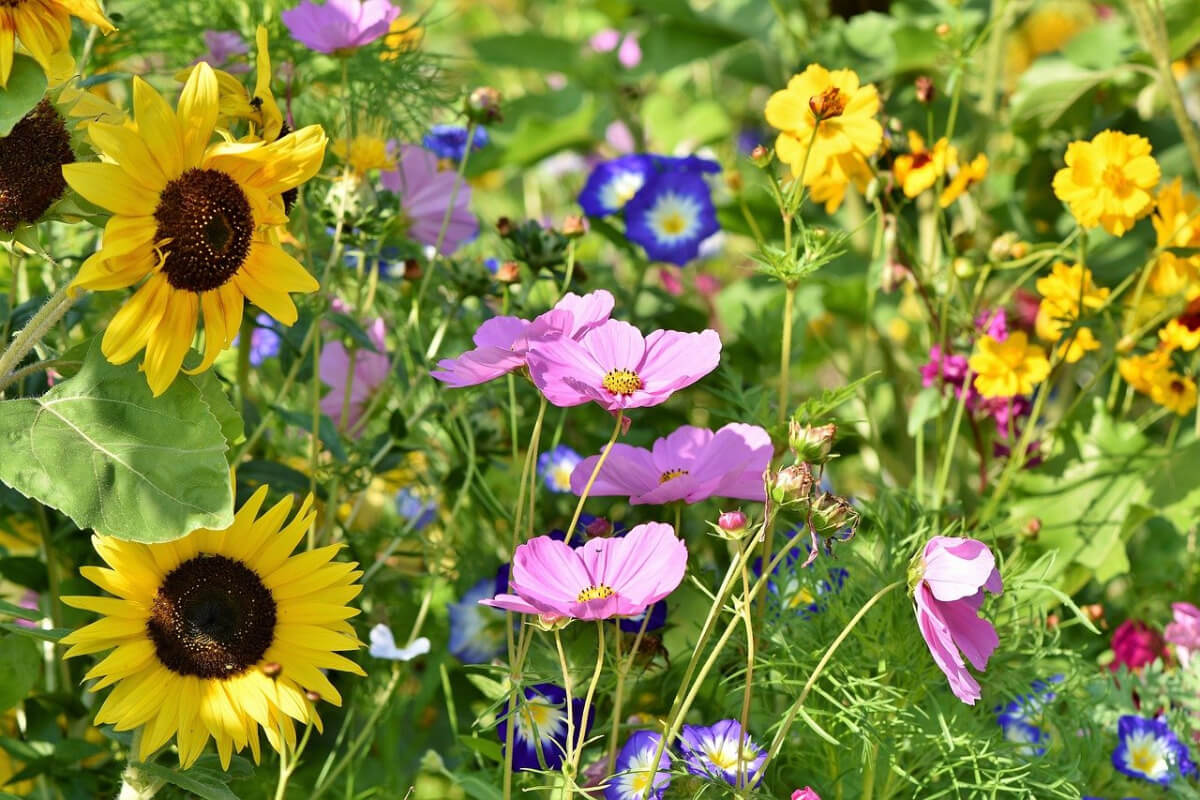 Sommerblumenwiese