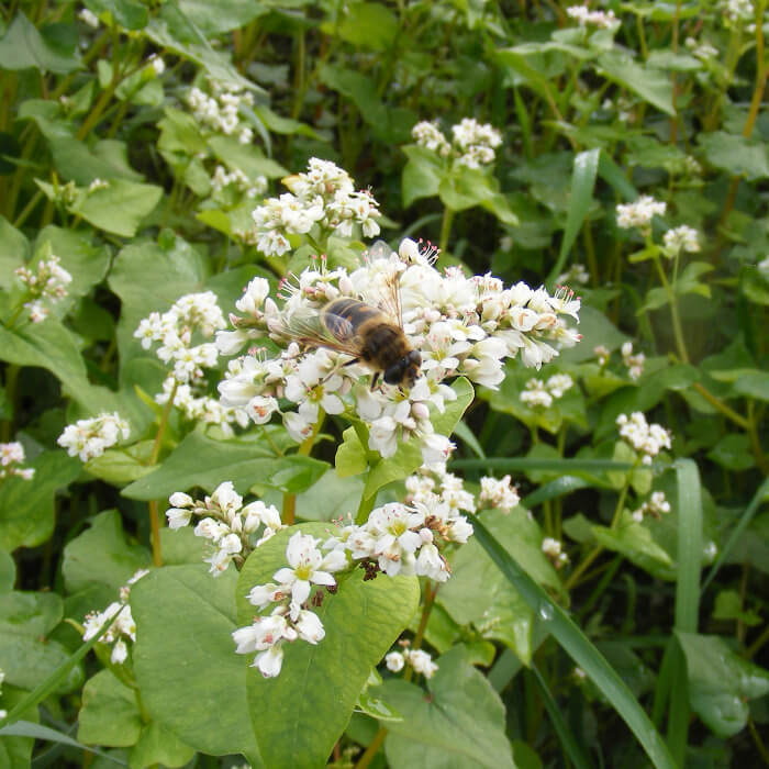 Bio Saatgut – Buchweizen “Panda”