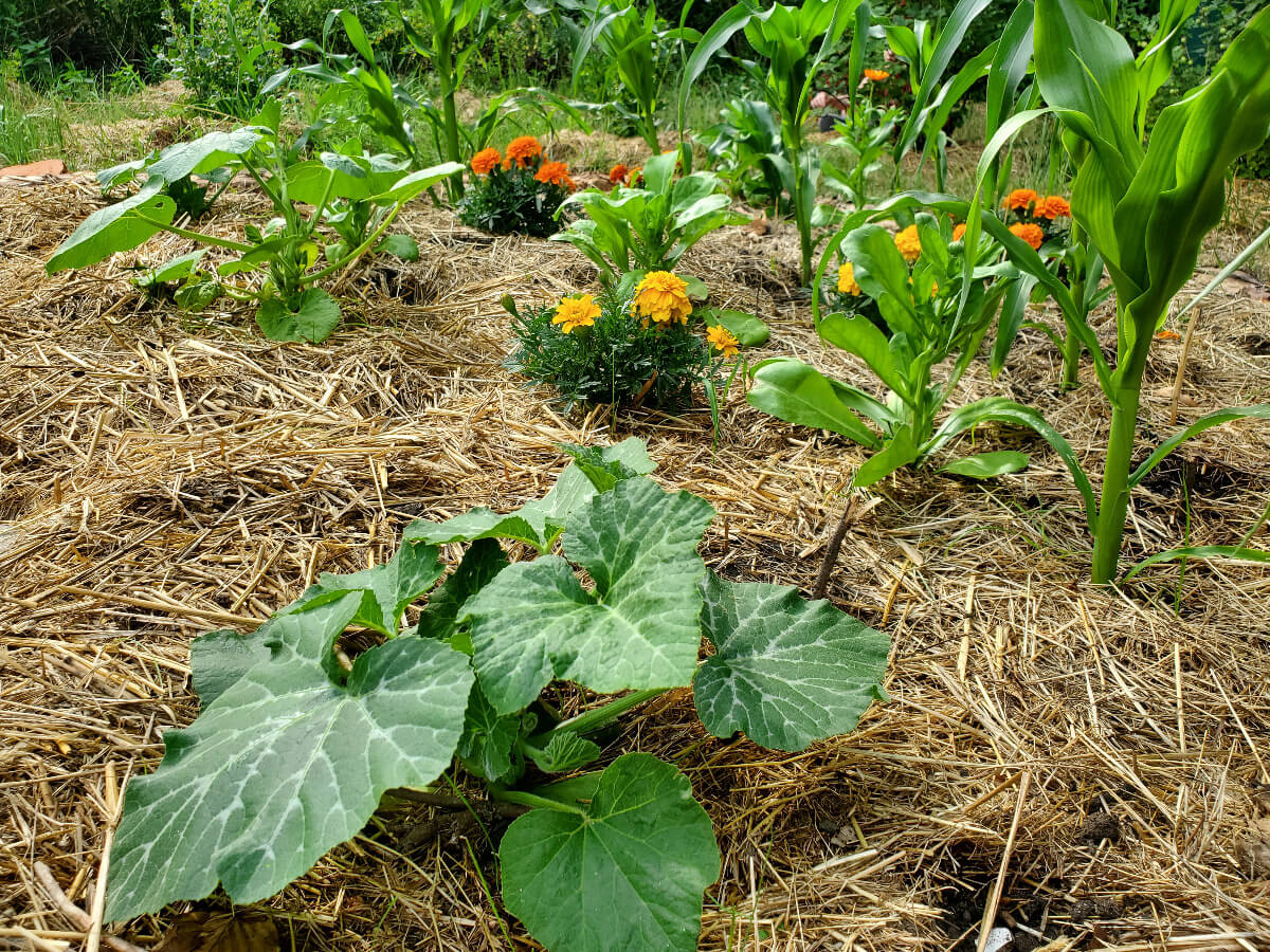Mischkultur mit Mulch