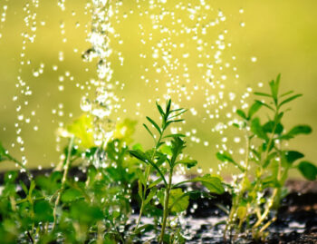 Wasser im Garten