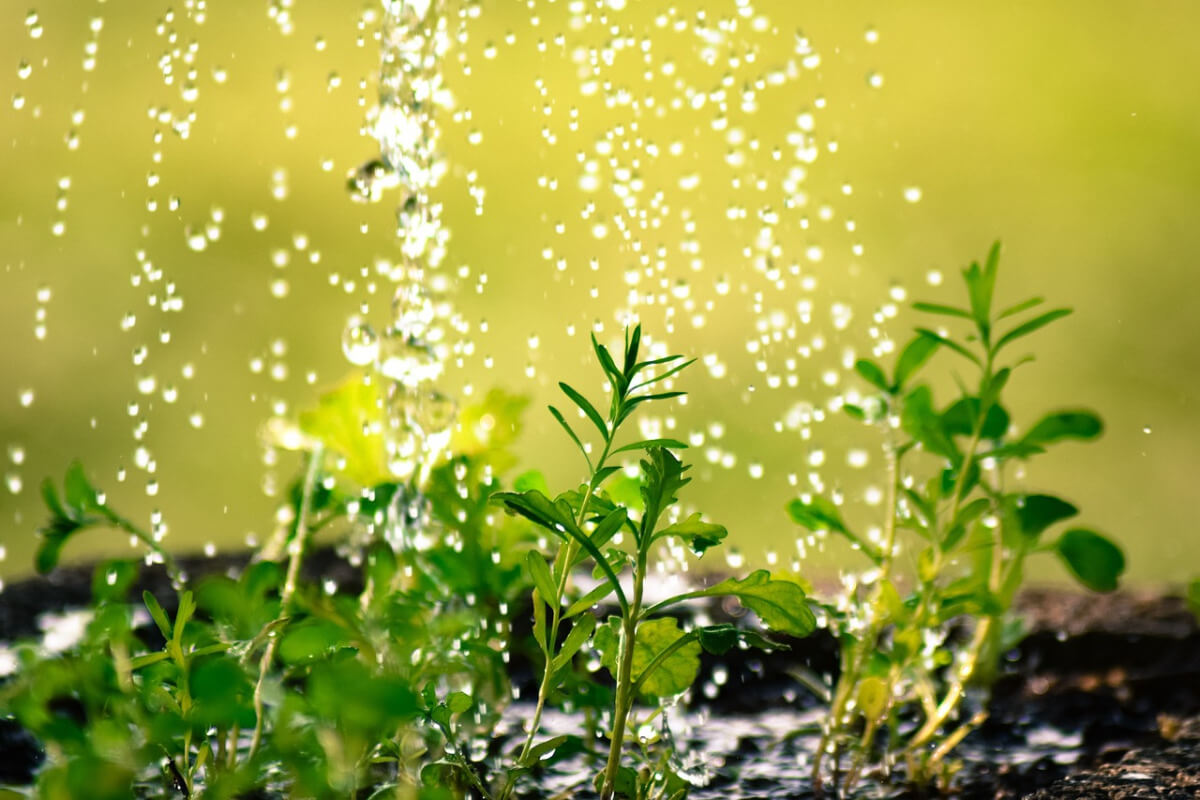 Wasser im Garten