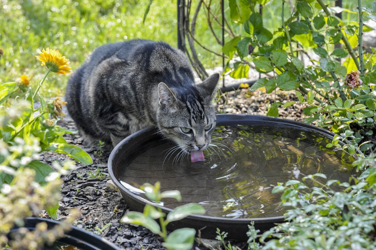 Wasserstelle für Katzen