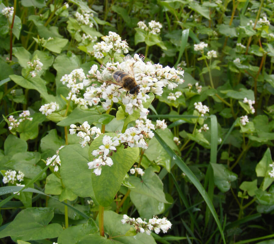 Buchweizen