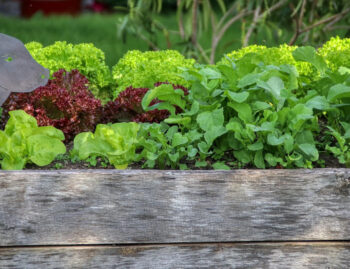 Hochbeet-Salat