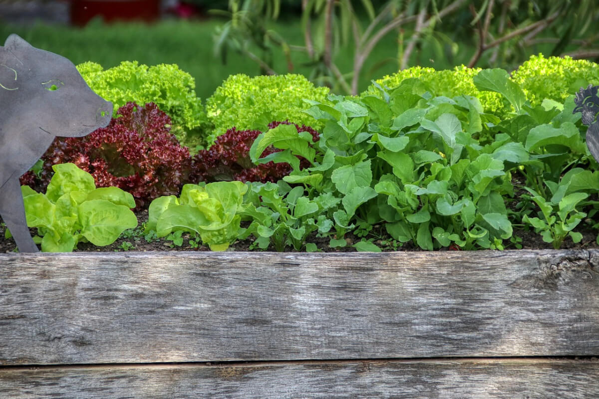 Hochbeet-Salat