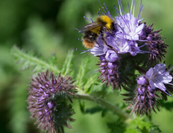 Phacelia Büschelschön Bienenfreund