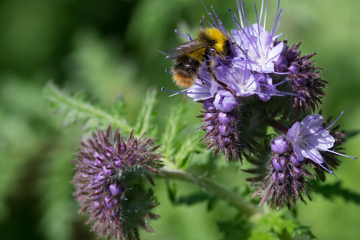 Phacelia Büschelschön Bienenfreund