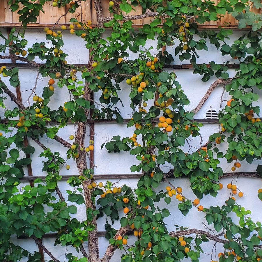 Obstbaum - Pflanzung, Pflege und Dngung