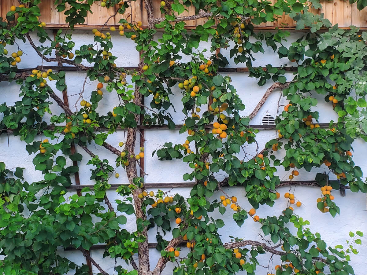Aprikosenbaum