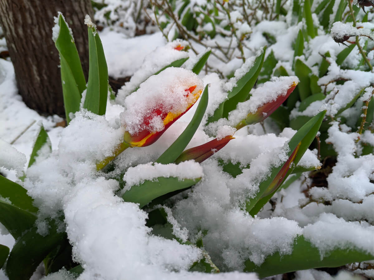 Tulpe im Schnee
