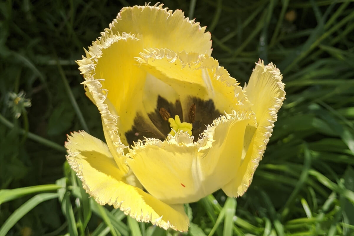 Gelbe Tulpe