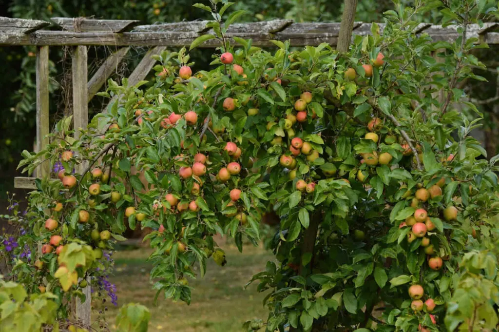 Obstbaum - Pflanzung, Pflege und Dngung