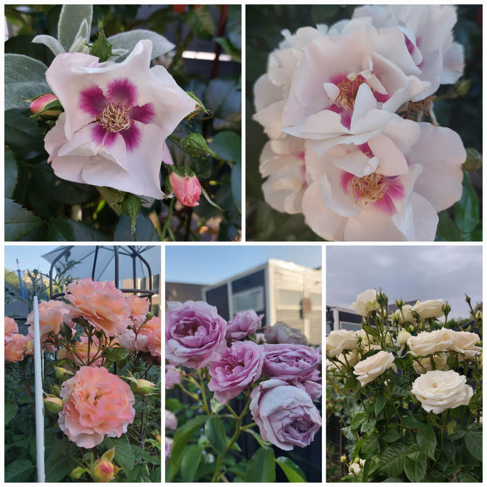 Rosen,Rosen,Rosen