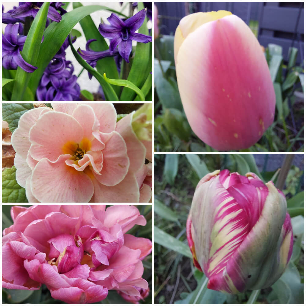 Frühlingsblumenauswahl