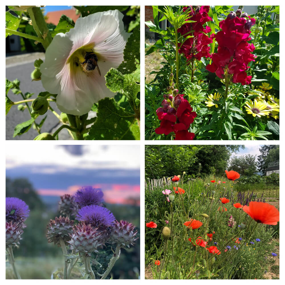 Malve mit Hummel - Löwenmaul - Distel - Mohnblumenwiese