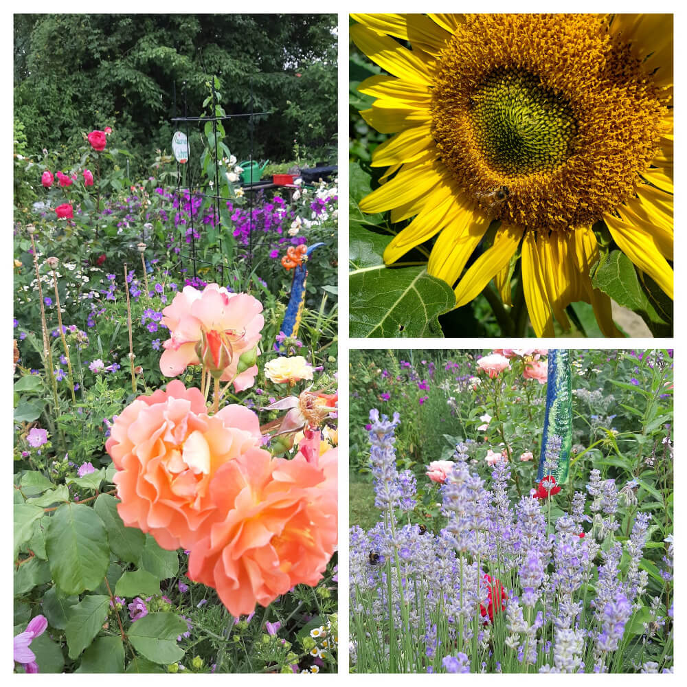 Rosen-Sonnenblume-Lavendel