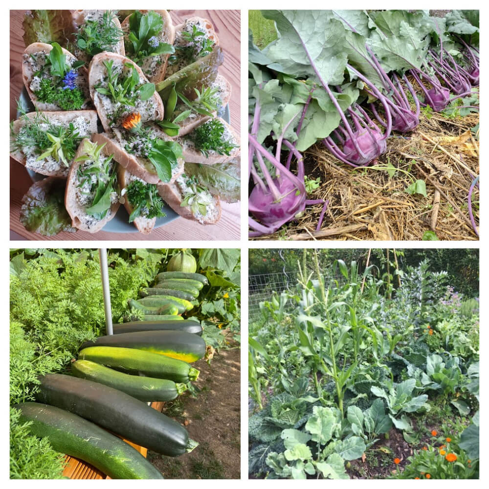 Kräuterbutterschnittchen-Kohlrabi-Zucchini-Gemüsegarten