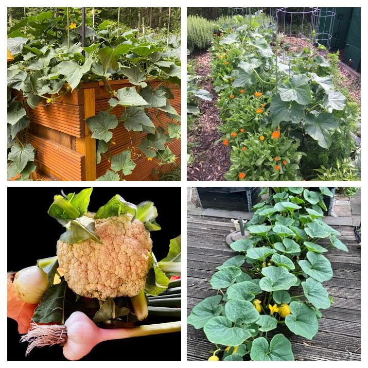 Hochbeet-Gemüsegarten-Erntebild-Kürbispflanze