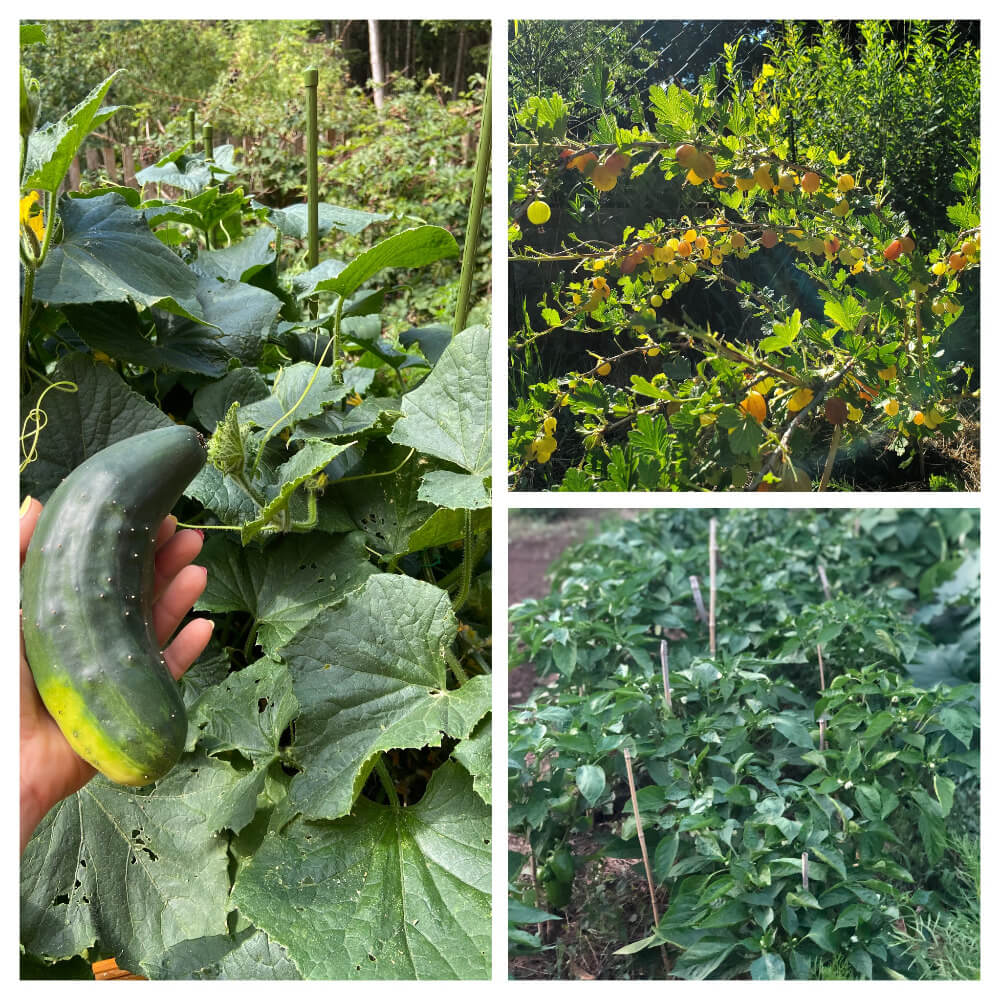 Freilandgurke-Stachelbeere-Chilibeet